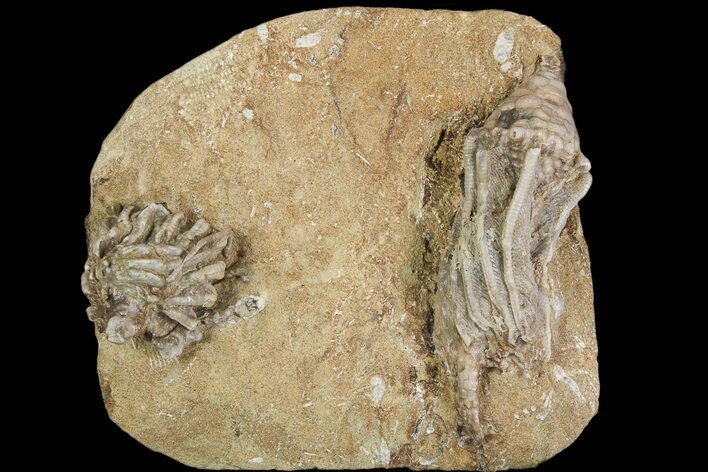 Pair of Macrocrinus Crinoid Fossils - Crawfordsville, Indiana #92520